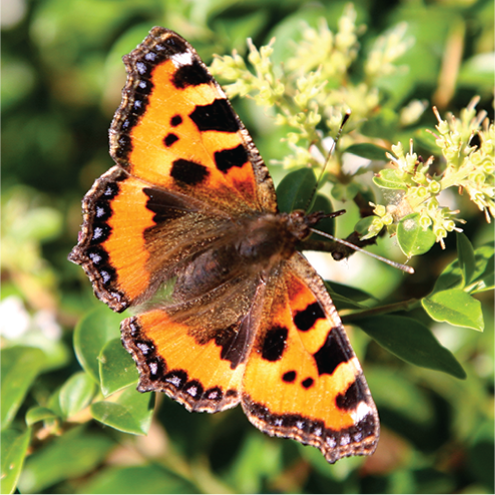 Photo of a butterfly.