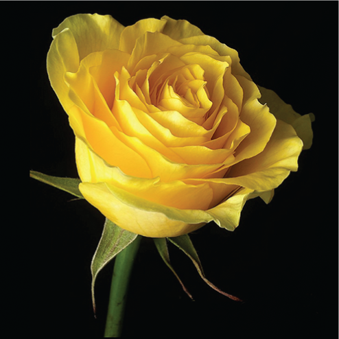 Photo of a rose.