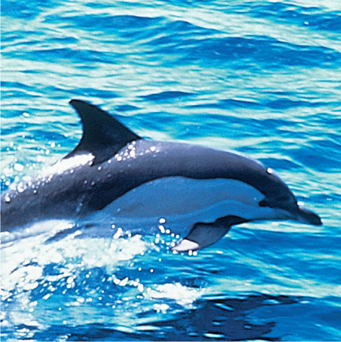 Photo of a dolphin.