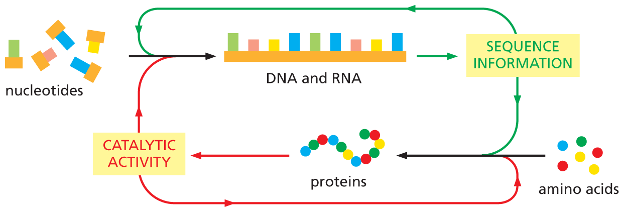 A feedback loop explains the inter-relationship between D N A and R N A versus proteins.