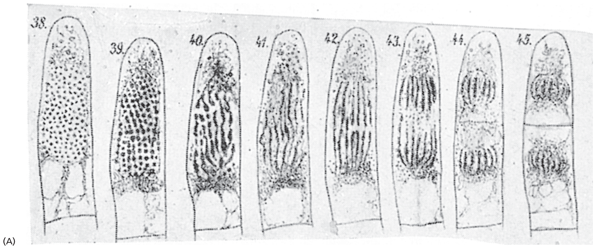 Drawings of the stages of cell division.