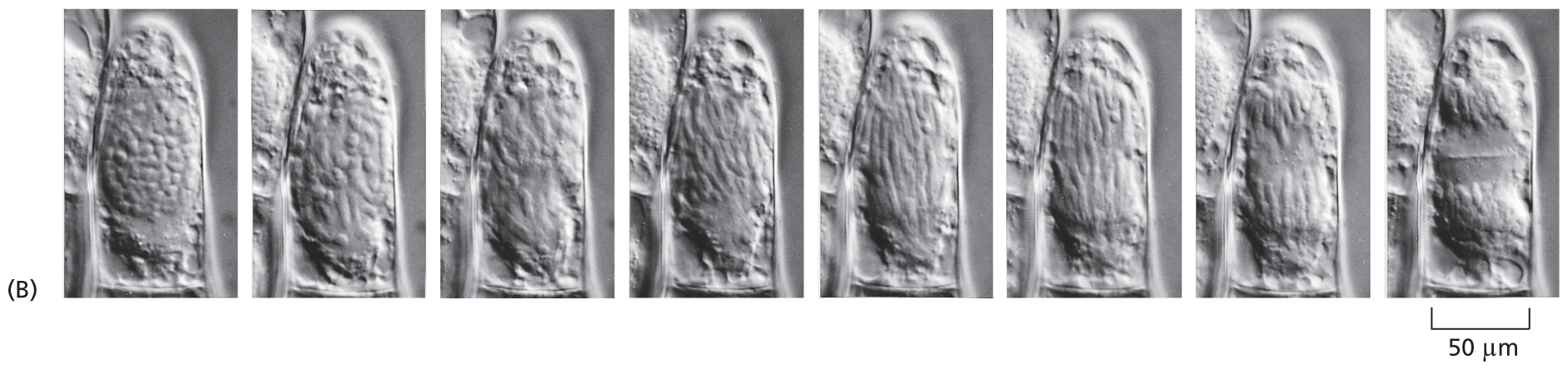 Micrographs of the stages of cell division.