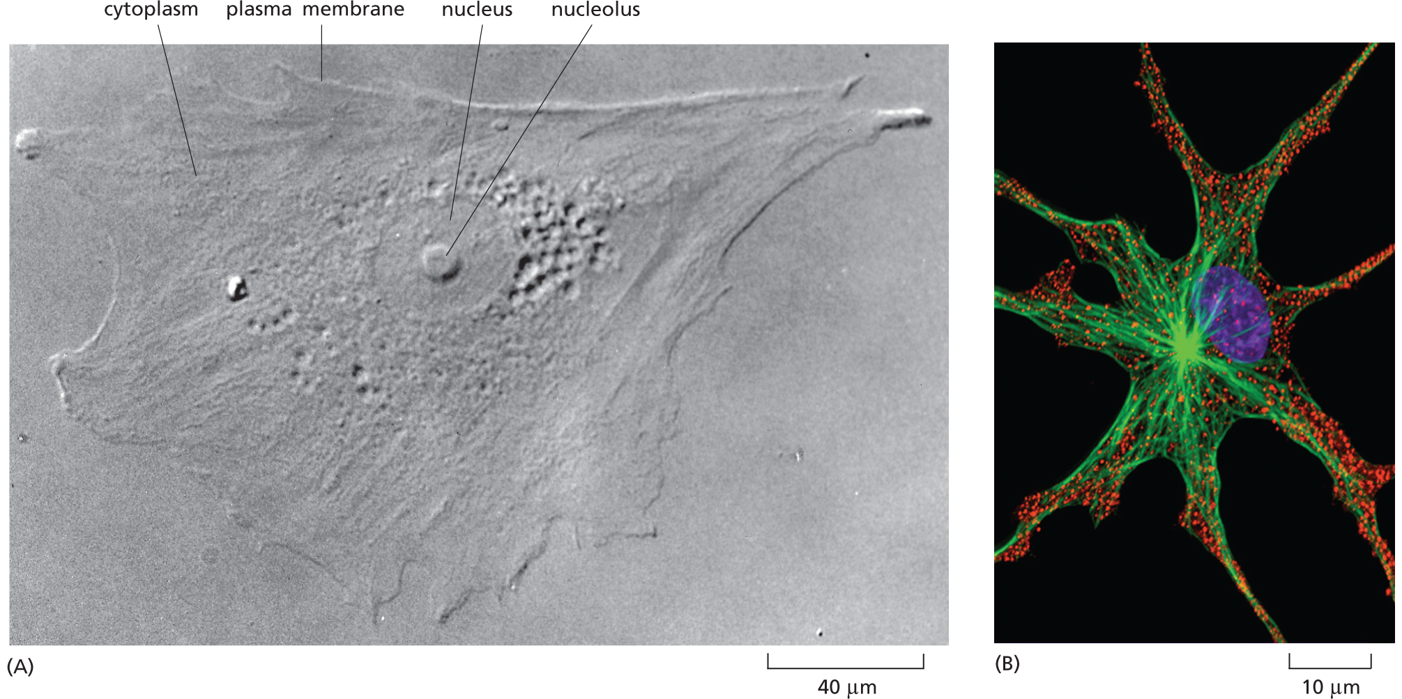 Micrograph A shows a cell from human skin, and micrograph B shows a cell from a frog.