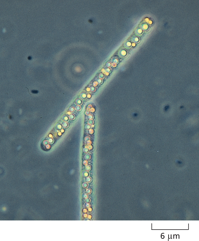 A micrograph shows Beggiatoa.