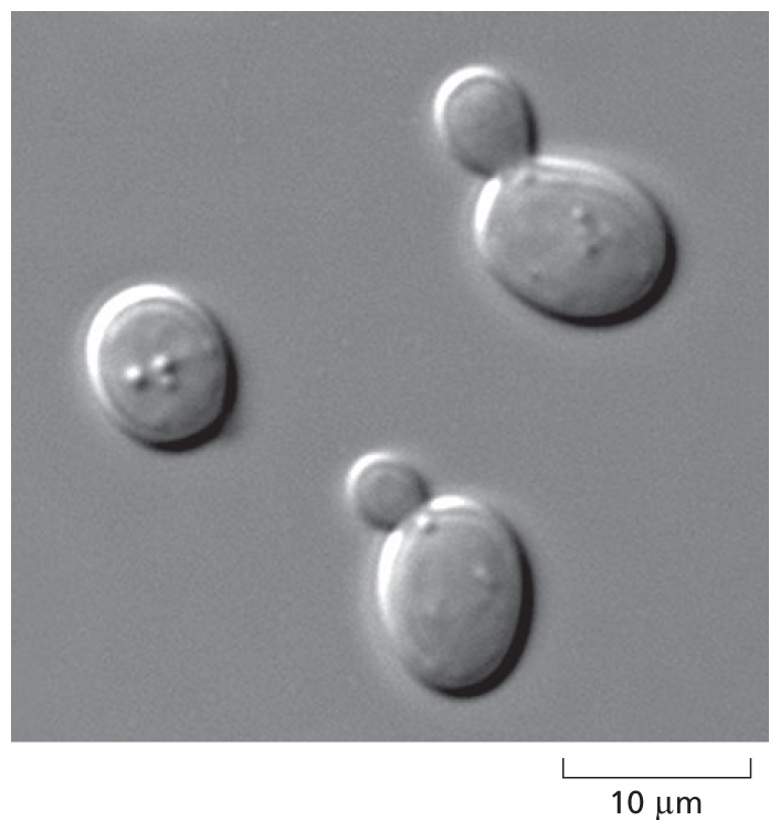 A micrograph shows Saccharomyces cerevisiae.