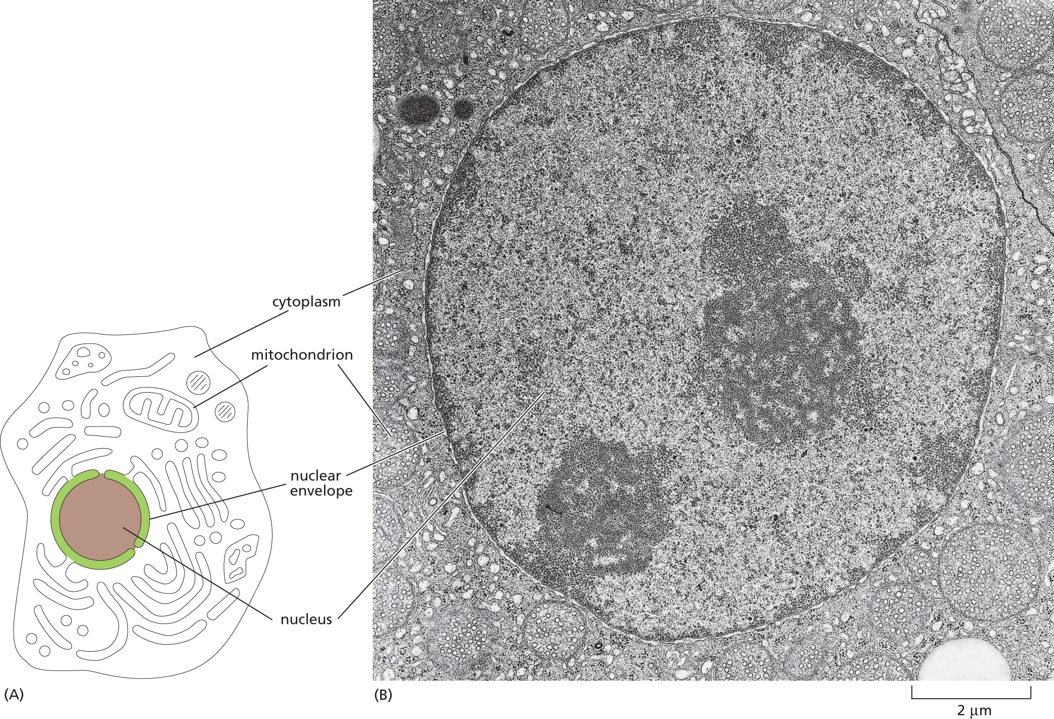 Schematic A shows an animal cell and micrograph B shows the nucleus of a mammalian cell.