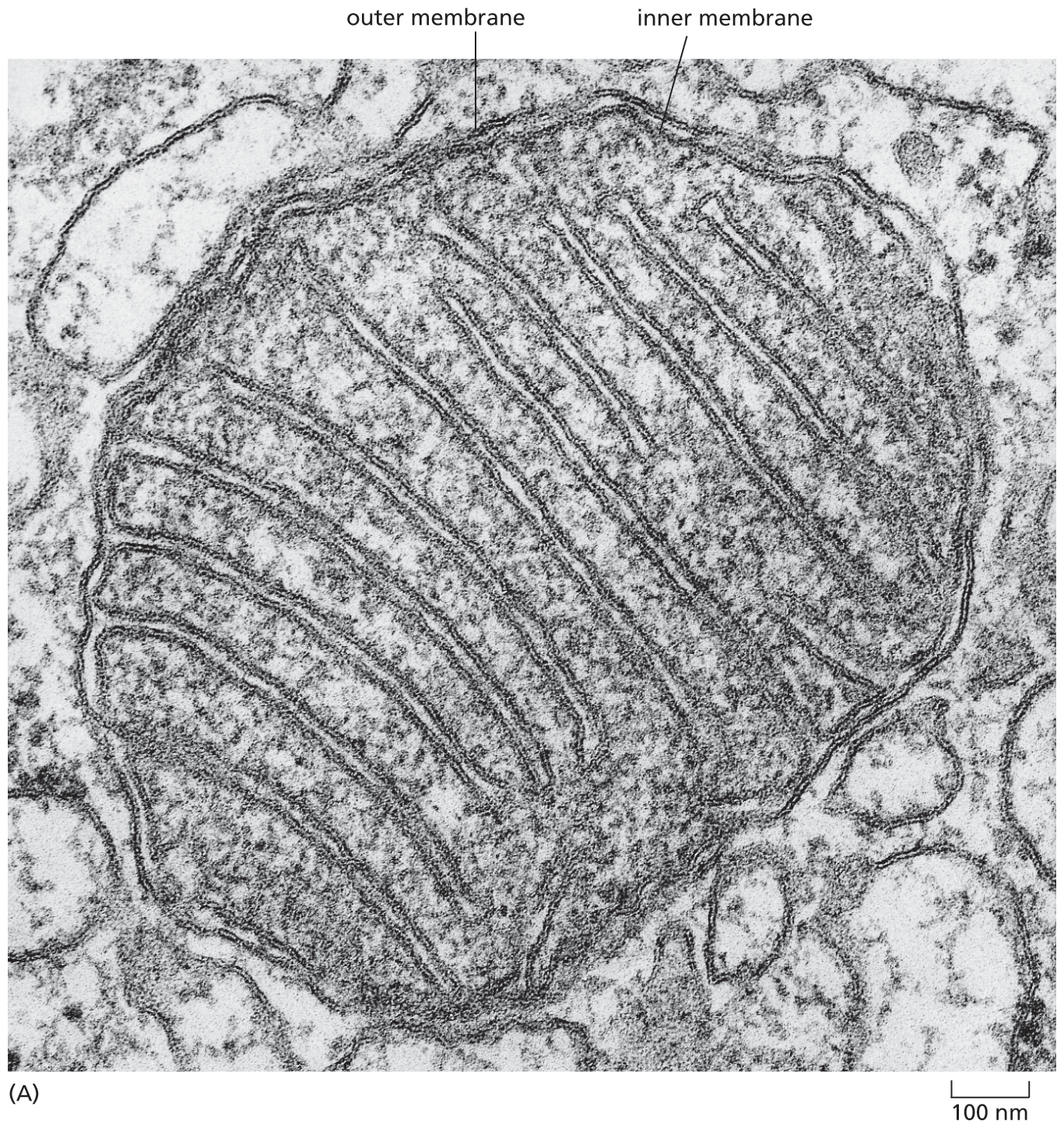 A micrograph depicts the structure of a mitochondrion, diameter approximately 1 micrometer.