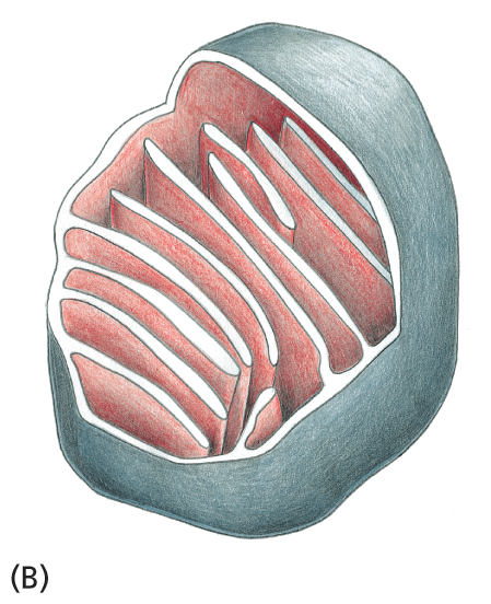 A schematic depicts the structure of a mitochondrion.