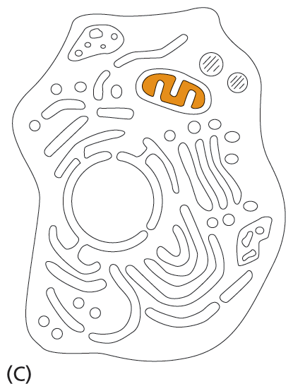 A schematic shows that a mitochondrion is a subcellular organelle.