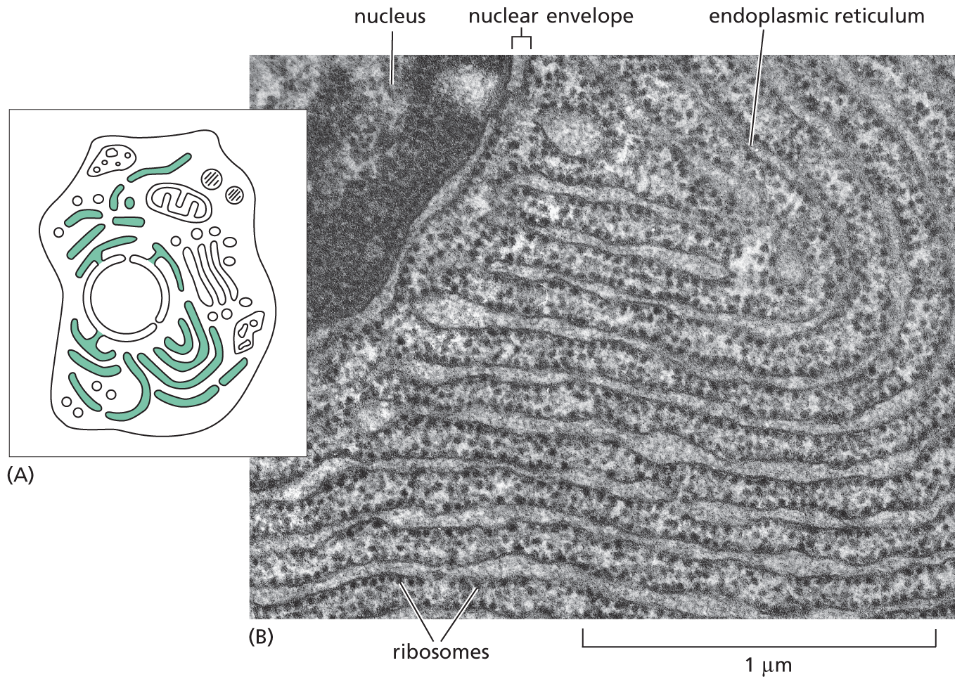 Schematic A shows the location of the endoplasmic reticulum within a cell. Micrograph B shows the endoplasmic reticulum.