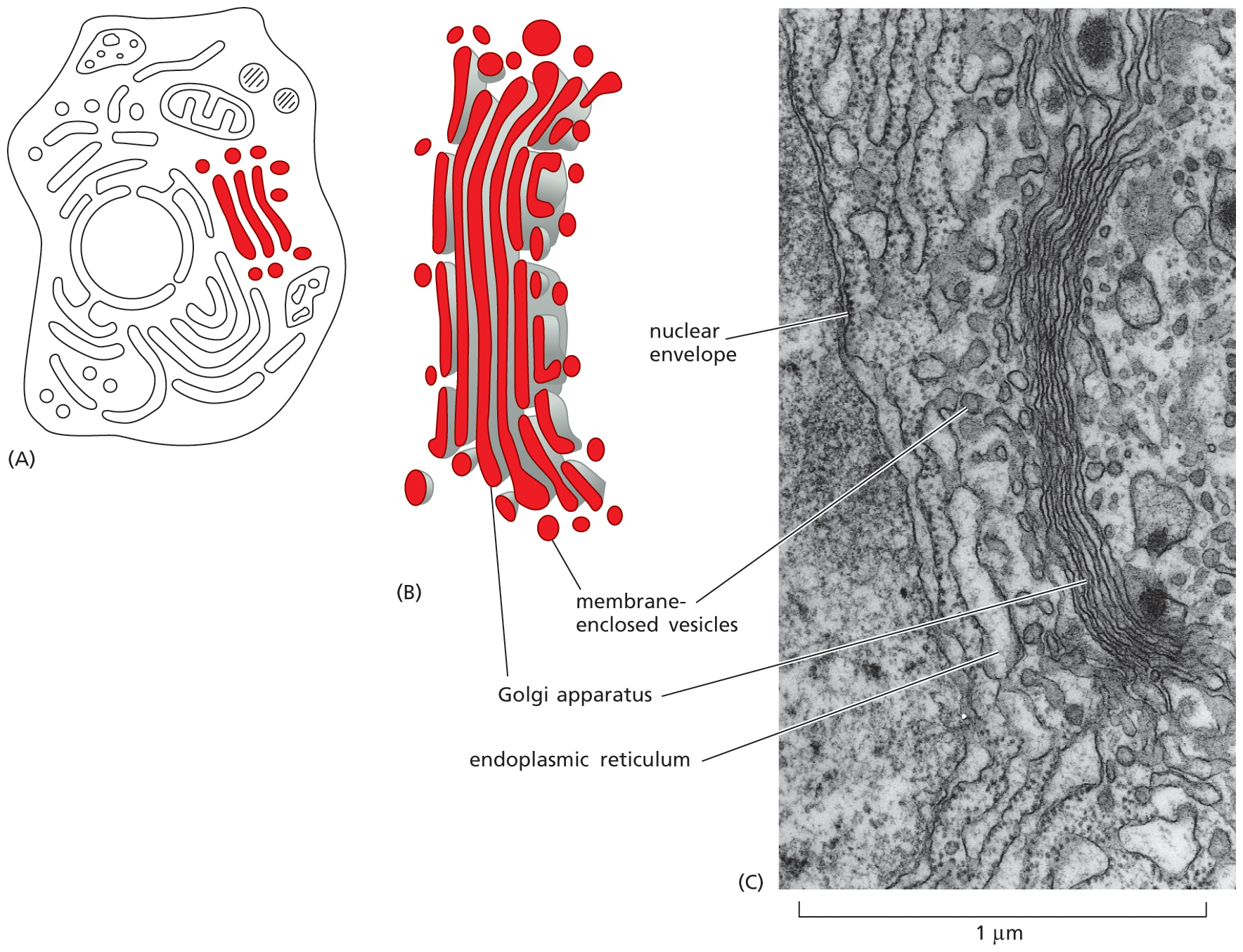 Schematics A and B shows the somewhat consolidated Golgi apparatus in an animal cell. Micrograph C shows the Golgi apparatus.