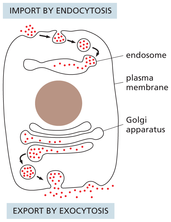 A schematic shows a eukaryotic cell undergoing endocytosis and exocytosis.