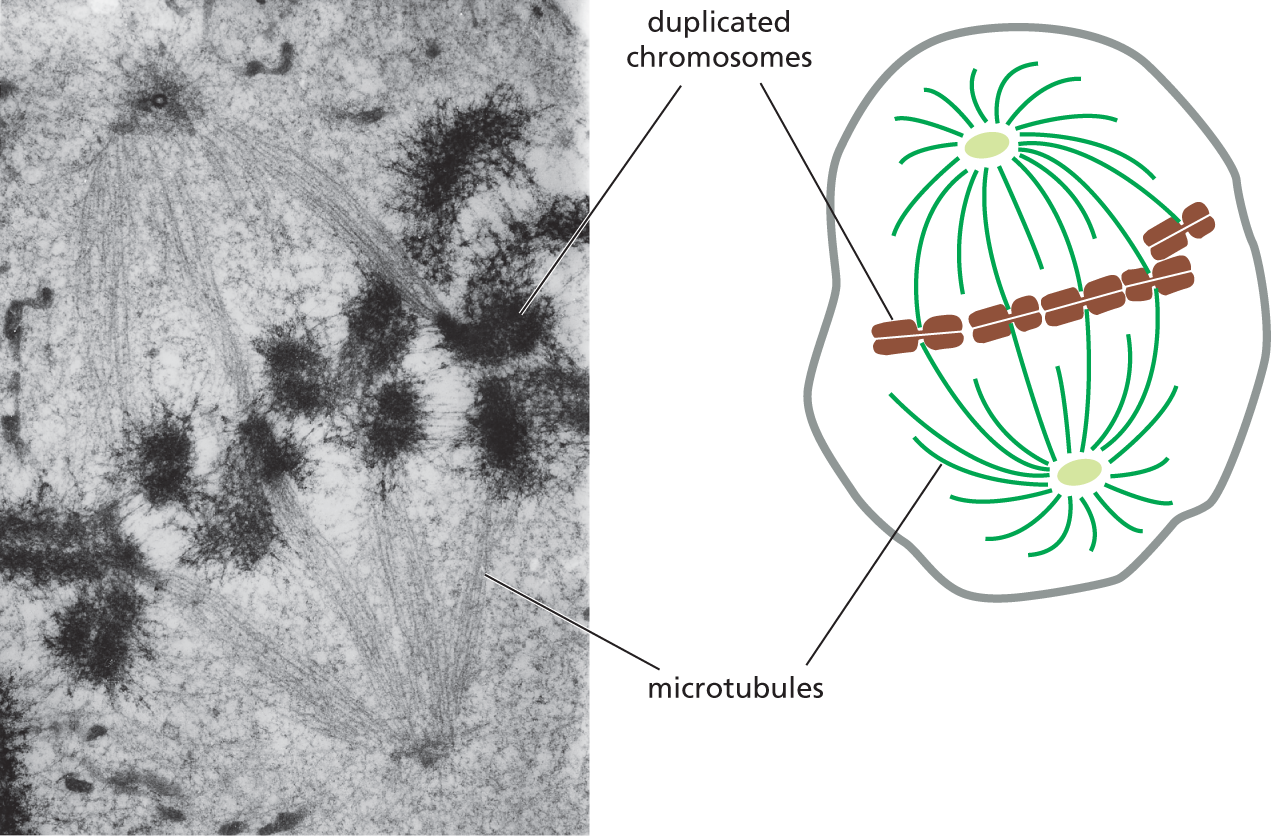 A micrograph and a schematic depict a dividing cell with duplicated chromosomes attached to the spindle of the microtubules.
