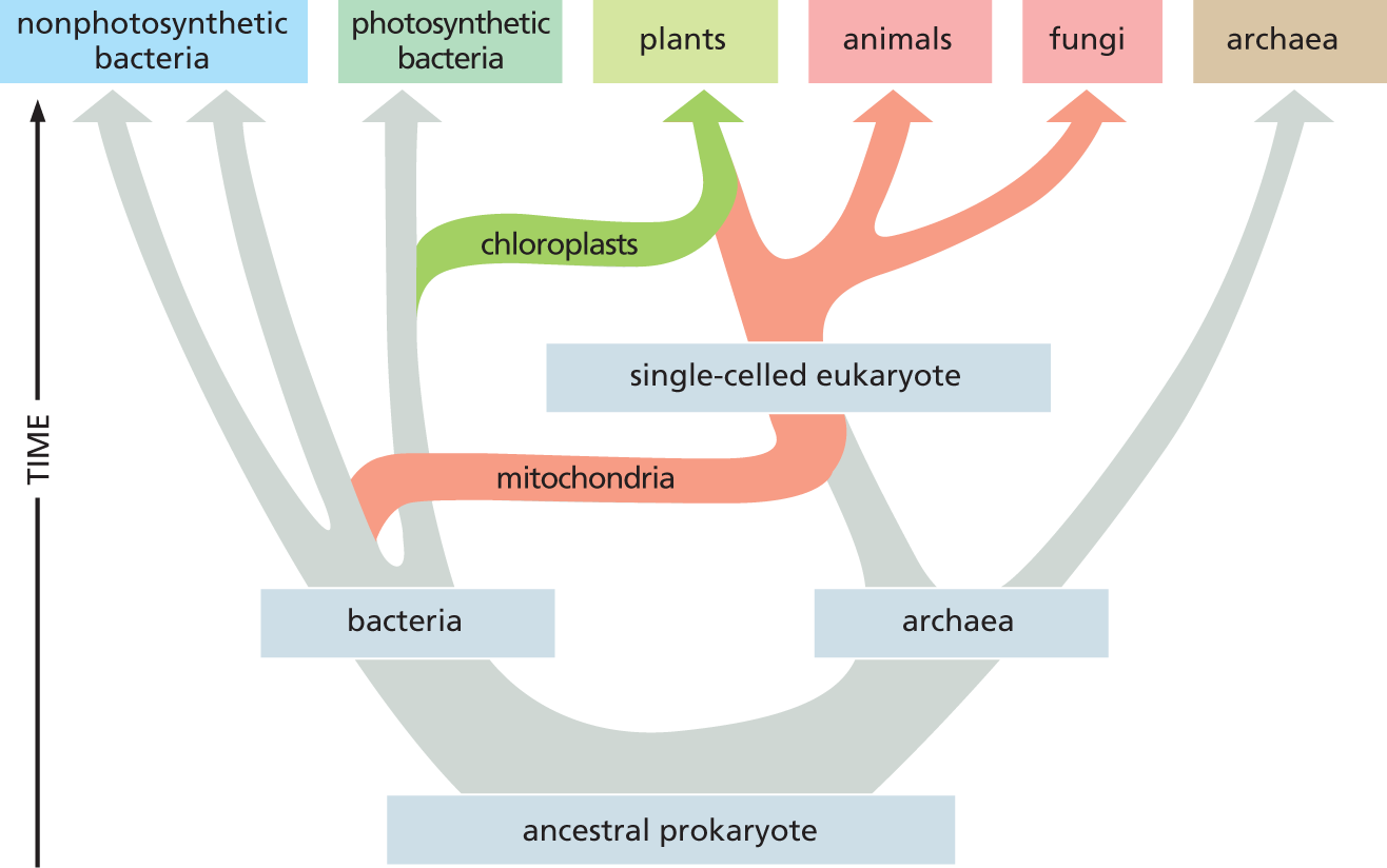 A chart shows the evolution of eukaryotes.
