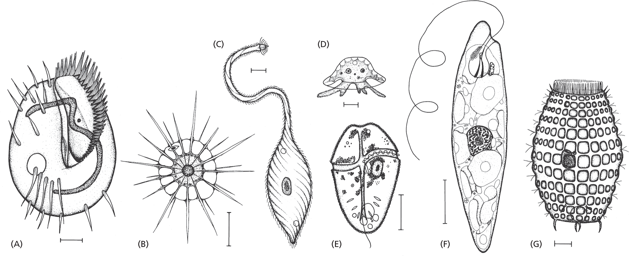 Seven schematics of diverse protozoans labeled from A through G.