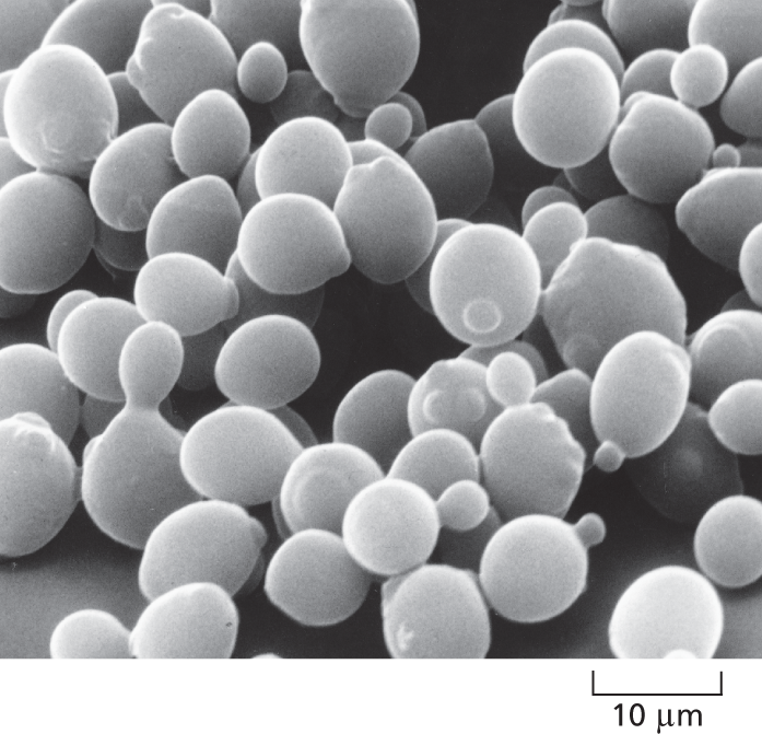 A micrograph shows a cluster of budding yeast cells on a scale of 10 micrometers.