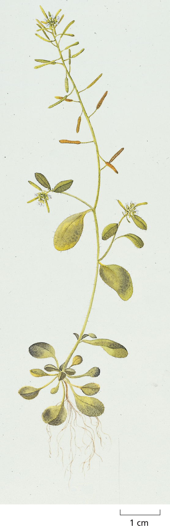 A botanical print shows Arabidopsis thaliana on a scale of 1 centimeter.