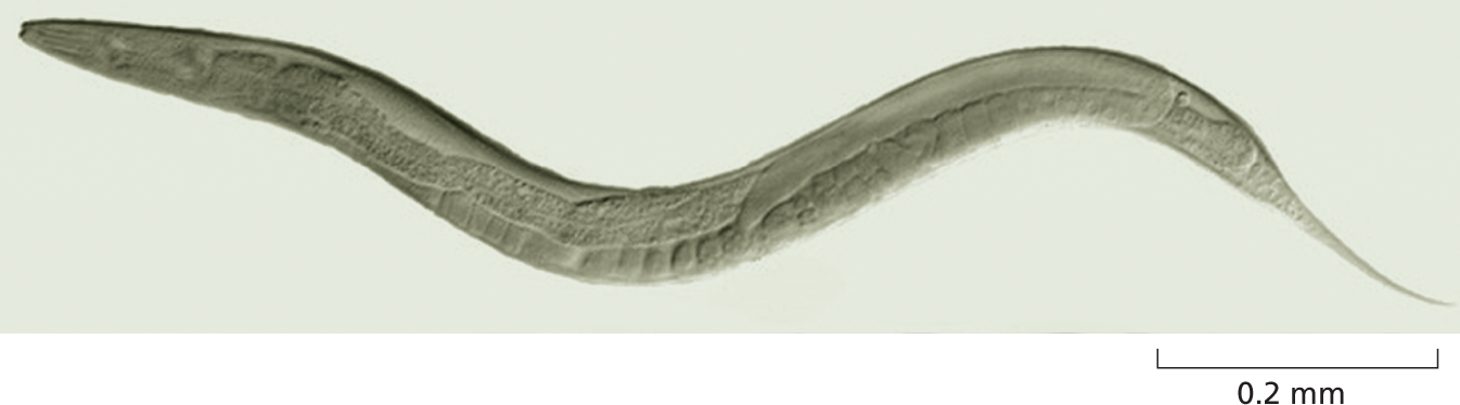 A photo shows Caenorhabditis elegans on a scale of 0.2 millimeters.
