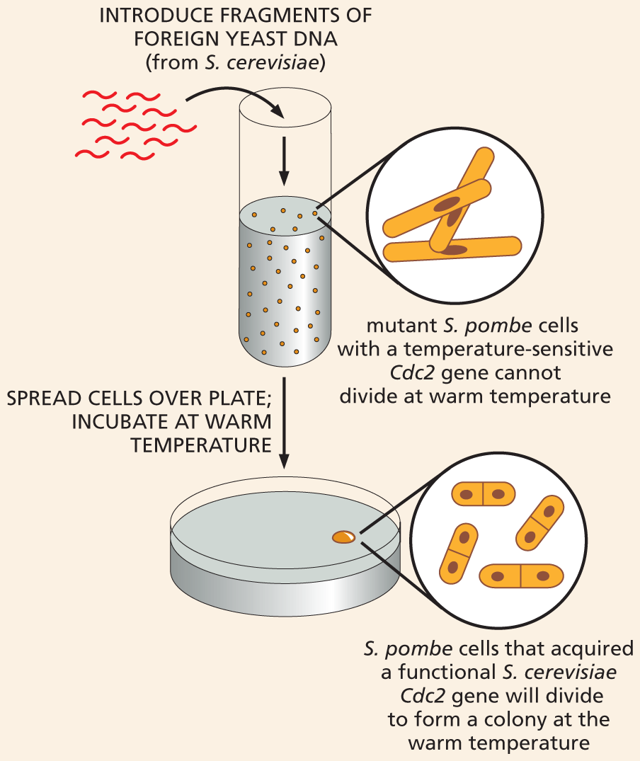 An illustration shows an experimental setup for gene rescue.