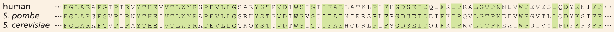 Amino acid sequences of a human, a Schizosaccharomyces pombe, and a Saccharomyces cerevisiae.