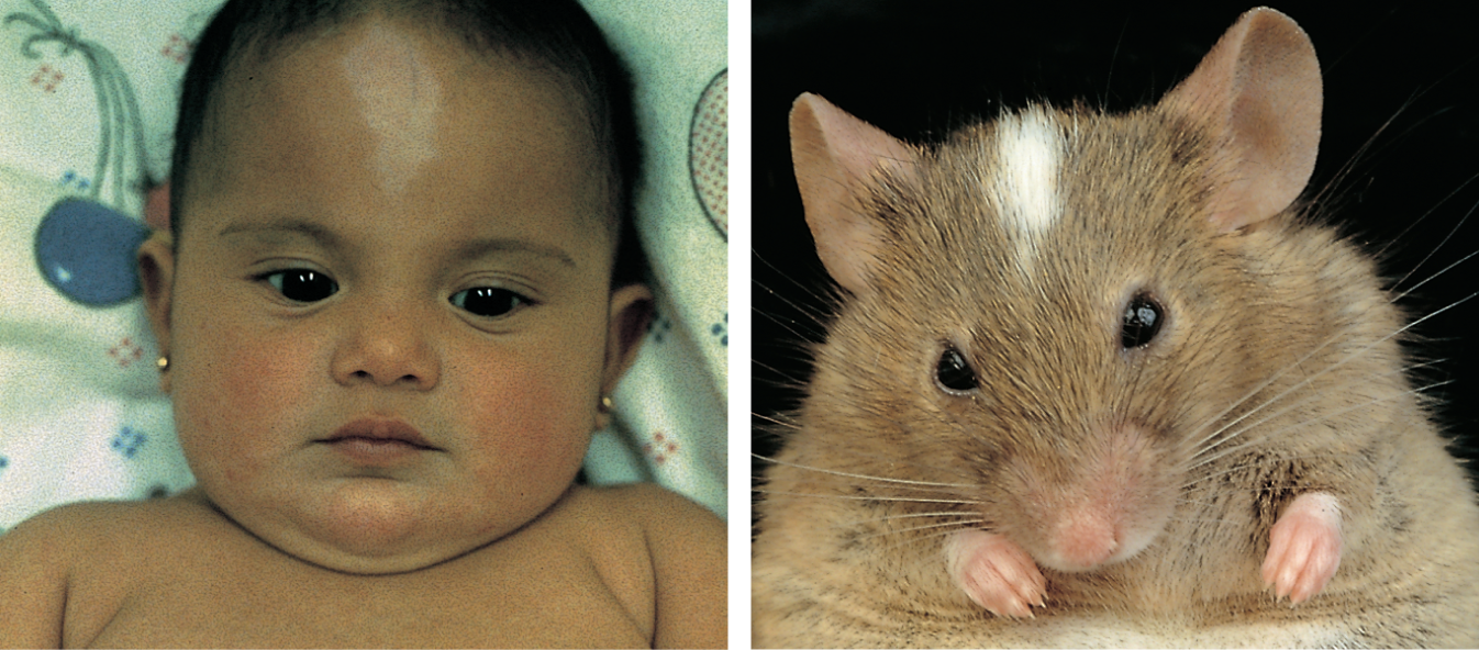 Two photos show a human baby and a mouse both with white patches on their foreheads.