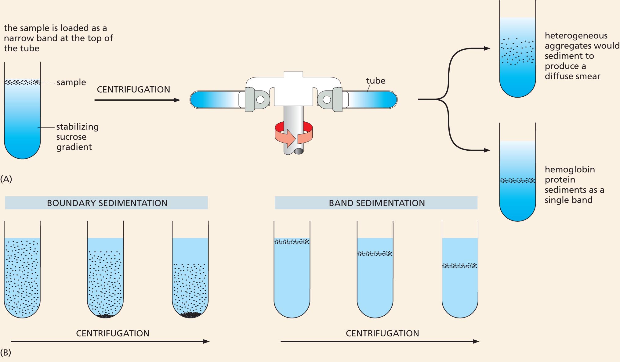 Two illustrations show the general process of ultracentrifugation and the resulting sedimentation types.