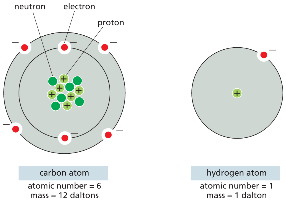 The atomic models of carbon and hydrogen are shown.