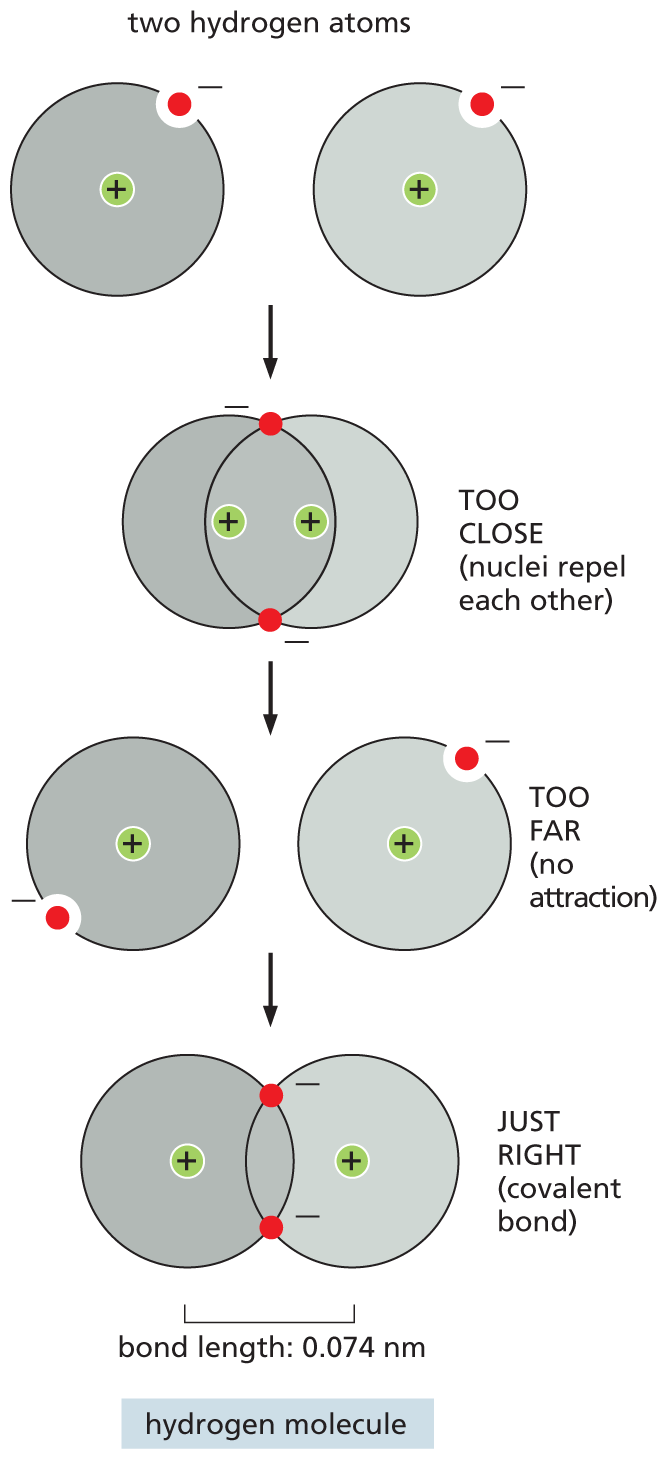 An illustration shows incorrect and correct bonding of two hydrogen atoms in a covalent bond.