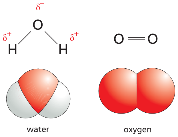 An illustration shows skeletal structures and space filling models of water and oxygen.