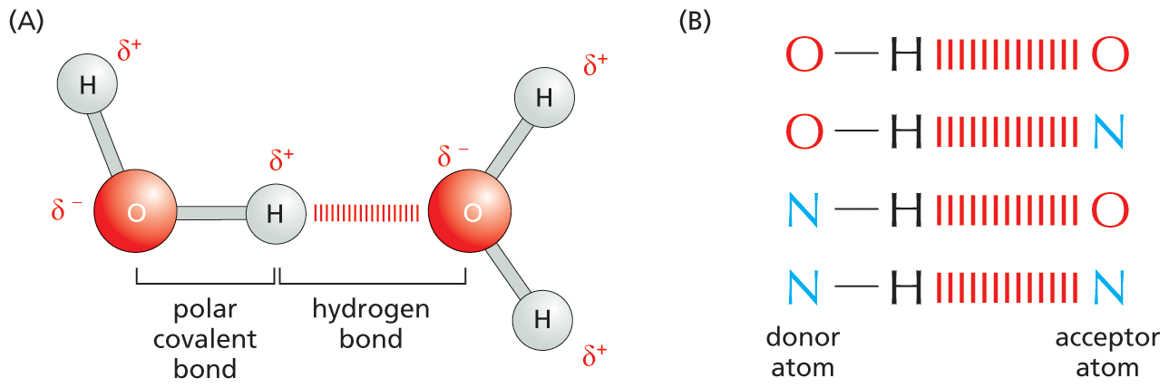 Illustration A shows a schematic of hydrogen bonding in water. Illustration B shows hydrogen bonding among various atoms.