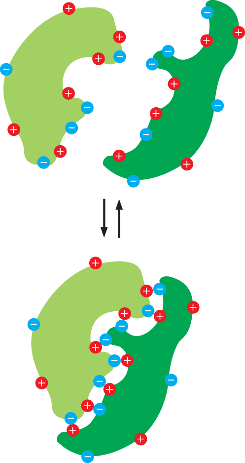 An illustration depicts reversible binding between two protein molecules with positive and negative ions on their surfaces.