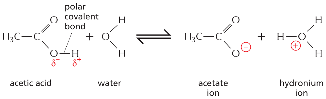 An equation shows acetic acid reversibly reacting with water to yield an acetate ion and a hydronium ion.