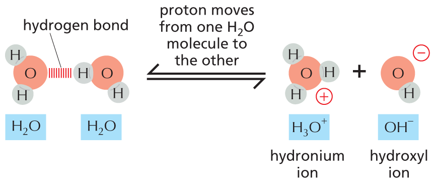 An equation shows two water molecules reversibly reacting with each other to yield a hydronium ion and a hydroxyl ion.