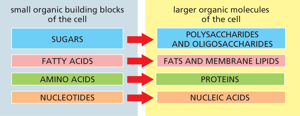 A chart shows four major families of small organic molecules and their corresponding large organic molecules of the cell.