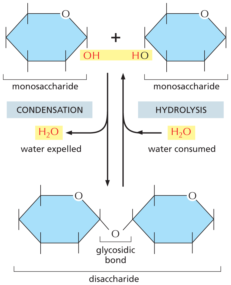 An illustration shows that a condensation reaction is the reverse of a hydrolysis reaction.