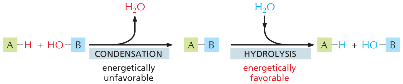 An illustration shows that condensation is energetically unfavorable and that hydrolysis is energetically favorable.