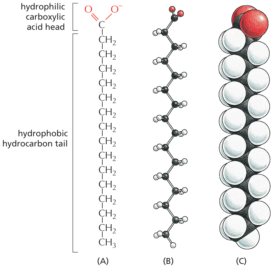 Illustrations A through C show the chemical structure, ball and stick model, and space filling model of a fatty acid.