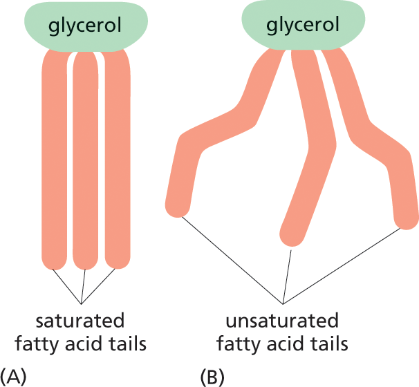 Illustrations A and B show the structures of saturated and unsaturated fatty acid tails of glycerol.