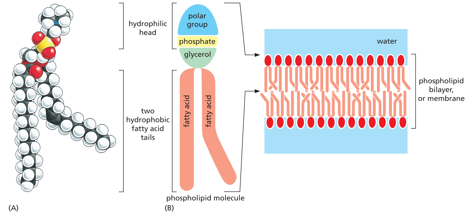 Two illustrations show the structure of the phospholipid phosphatidylcholine and the membrane arrangement of phospholipids.