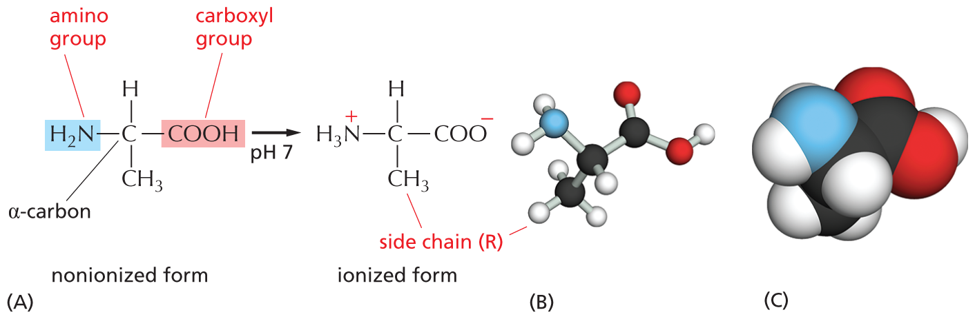 Three illustrations show ionization of alanine, a ball and stick model of alanine, and a space filling model of alanine.