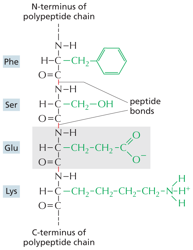 An amino acid chain is shown, with an emphasis on the peptide bonds and side chains.