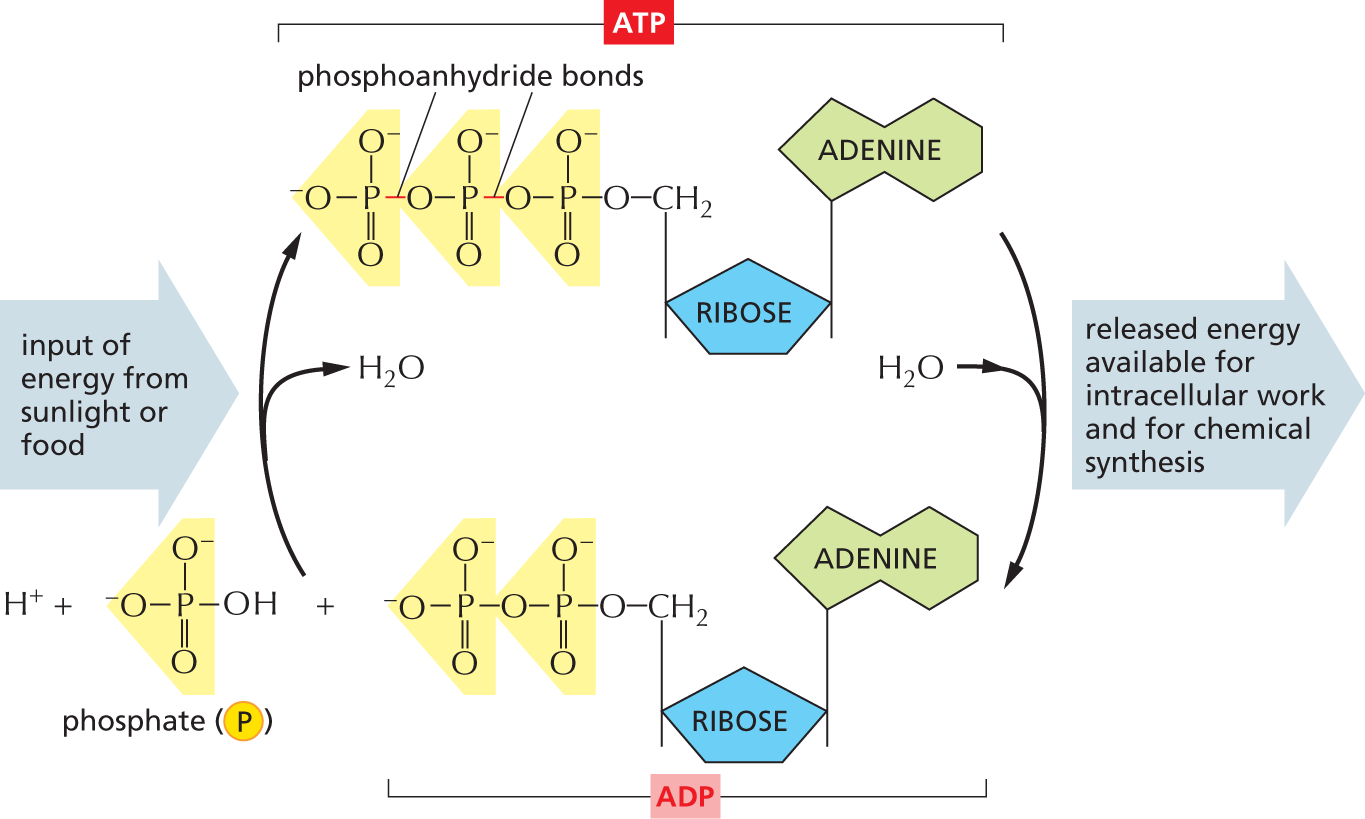 An illustration shows the synthesis and hydrolysis of A T P.