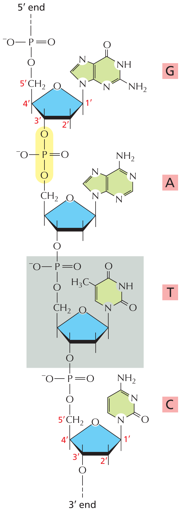 An illustration shows a short D N A molecule. The monomers are G, A, T, and C.