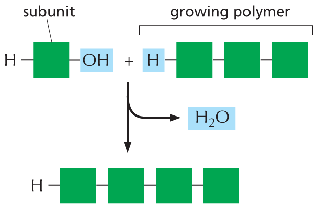 An illustration shows the addition of a subunit to a growing polymer.