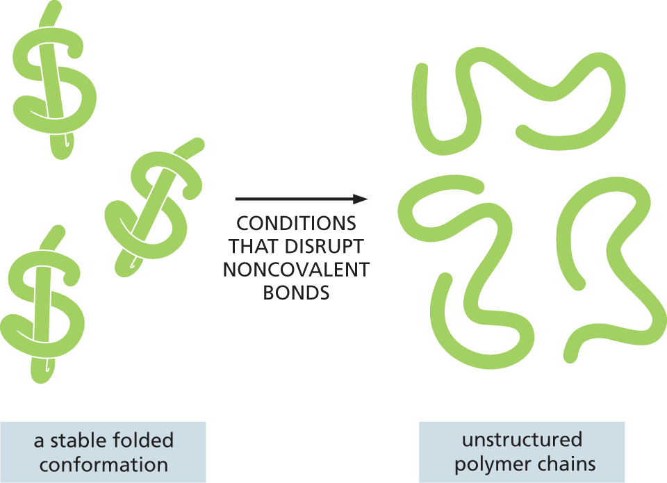 An illustration depicts conformational changes in proteins.