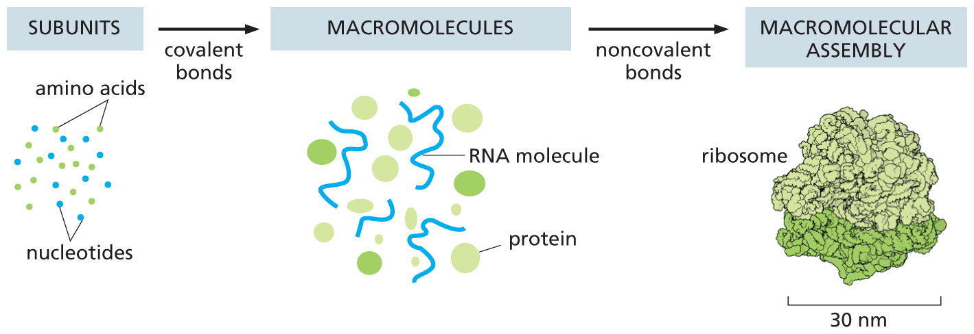 An illustration shows the assembly of subunits into macromolecules, then macromolecular assembly.