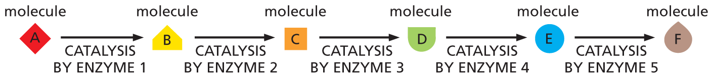 An illustration shows the phases in an enzyme-catalyzed reaction.