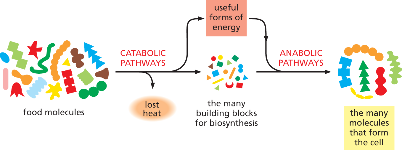 An illustration shows catabolic and anabolic pathways that constitute a cell’s metabolism.