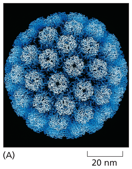 A micrograph shows the structure of a viral capsid about 50 nanometers in diameter.