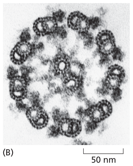 A micrograph shows the orderly arrangement of microtubules in the cross section of a sperm tail.